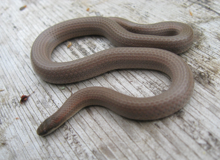 Sharptailed Snake